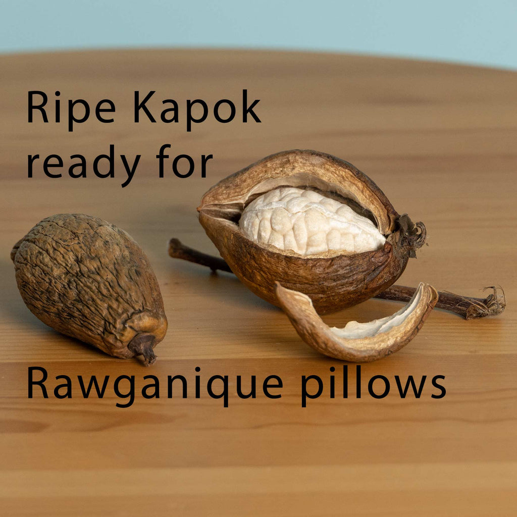 organic kapok fiber