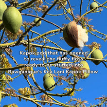 Load image into Gallery viewer, organic kapok pillow