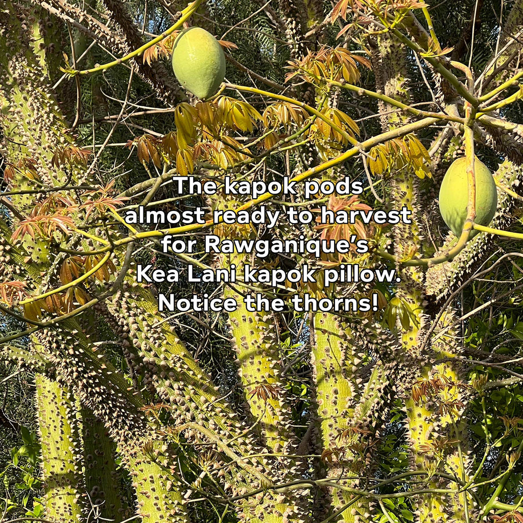 ceibu tree