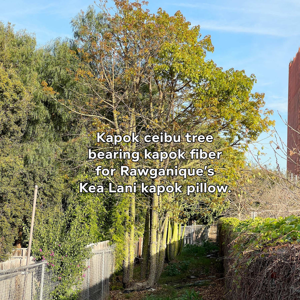 kapok tree