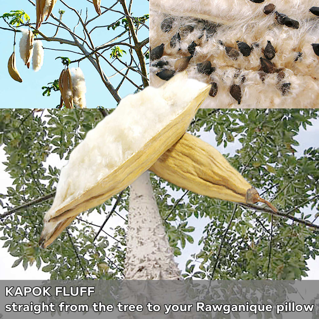 kapok fiber from ceiba tree